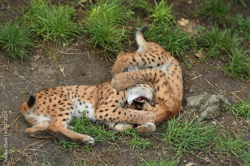 Photography Euroasian lynx cubs in the bavarian national park in eastern germany, european w