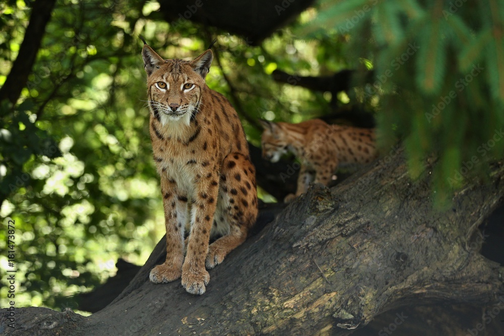 Obraz premium Euroasian lynx in the bavarian national park in eastern germany, european wild cats, animals in european forests, lynx lynx 