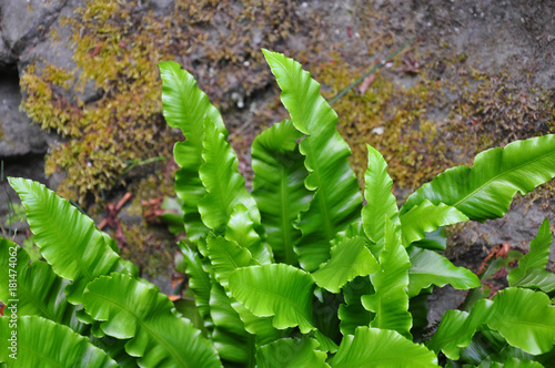 Hirschzunge (Asplenium scolopendrium)