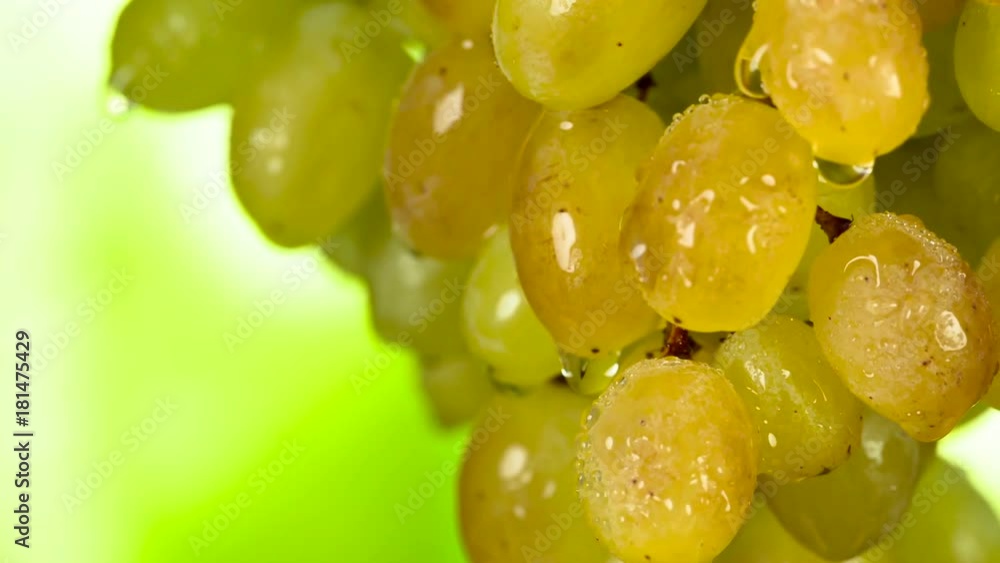 Brown Sweet Vine. Bunch of green grapes covered with transparent water droplets rotates slowly in front of camera Brown Sweet Vine. Bunch of green grapes covered with transparent water droplets rotates slowly in front of camera