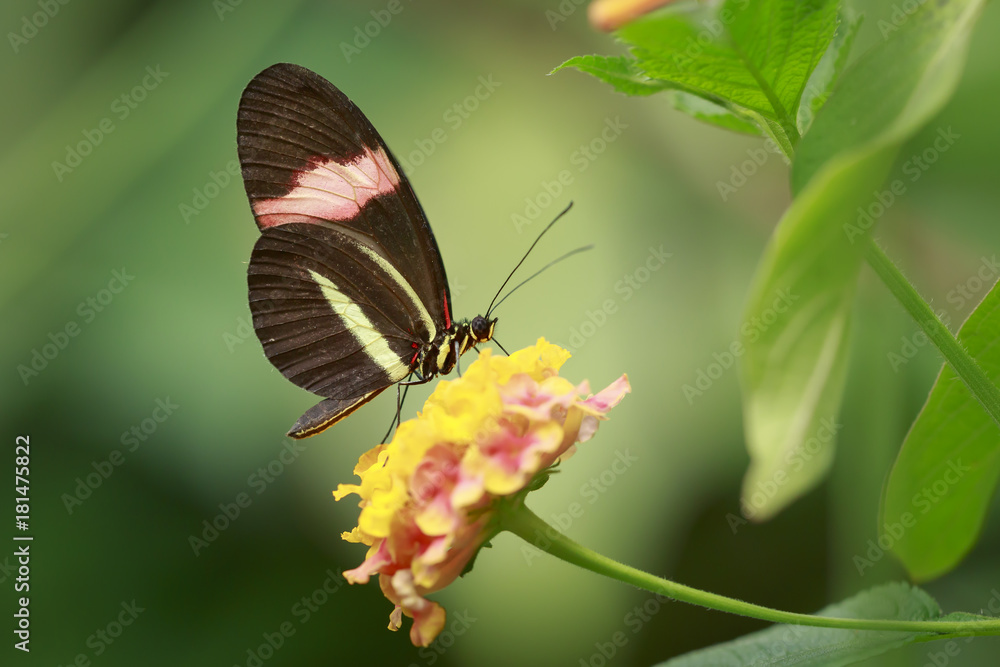 Fototapeta premium Close up of a red postman tropical butterfly Heliconius erato