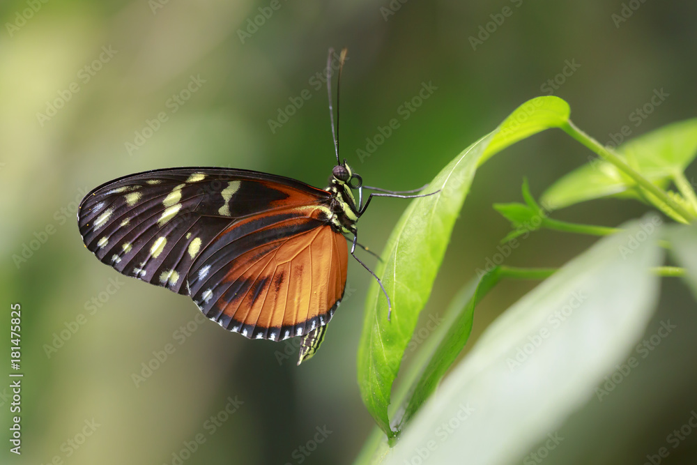 Golden heliconian, Heliconius hecale, the tiger longwing, Hecale longwing, golden longwing tropical butterfly Golden heliconian, Heliconius hecale, the tiger longwing, Hecale longwing, golden longwing tropical butterfly