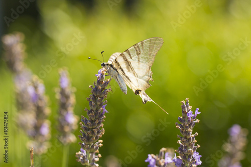 Wallpaper Mural Scarce swallowtail butterfly (Iphiclides podalirius) butterfly on purple lavender flowers Torontodigital.ca