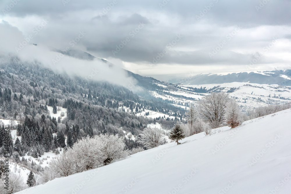 Fototapeta premium Winter diagonal landscape with snow-covered trees and an inscription space