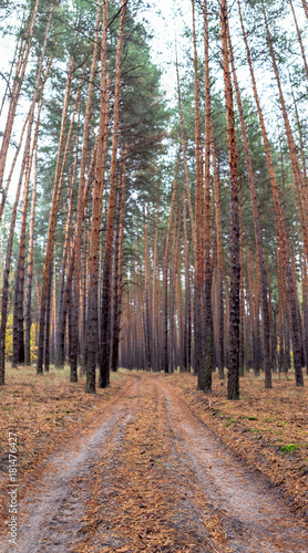 The road in the pine forest in the autumn.