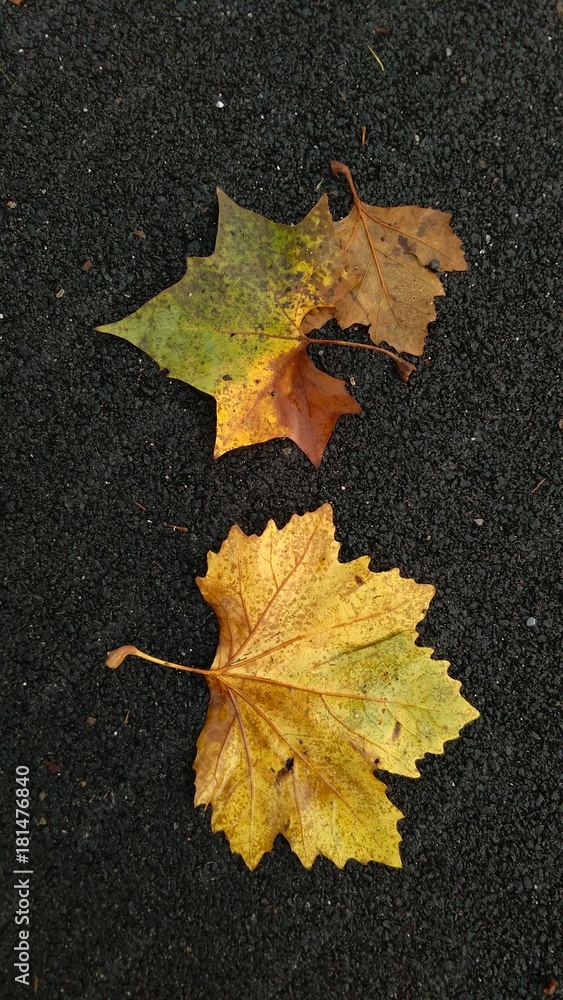 autumn leaves close-up on tarmac background autumn leaves close-up on tarmac background
