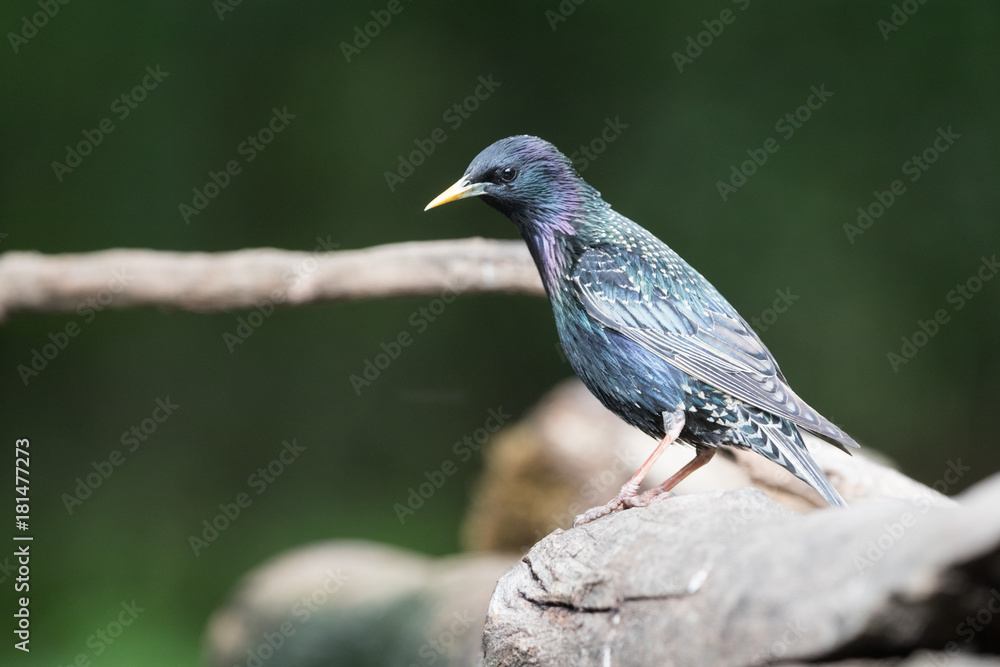 Common starling