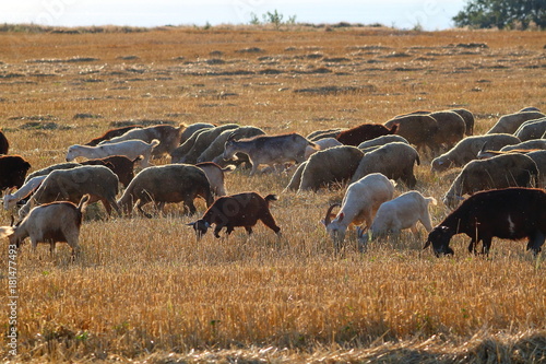 Herd of goats and sheep on a sloping dry wheat field