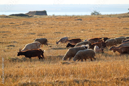 Herd of goats and sheep on a sloping dry wheat field