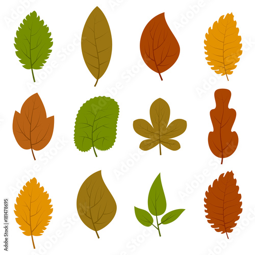 Set of twelve different autumn leaves isolated on white background. Vector illustration. 