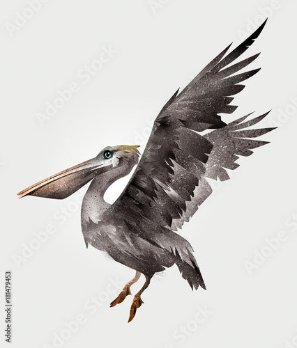 isolated painted Pelican bird in flight, side view photo