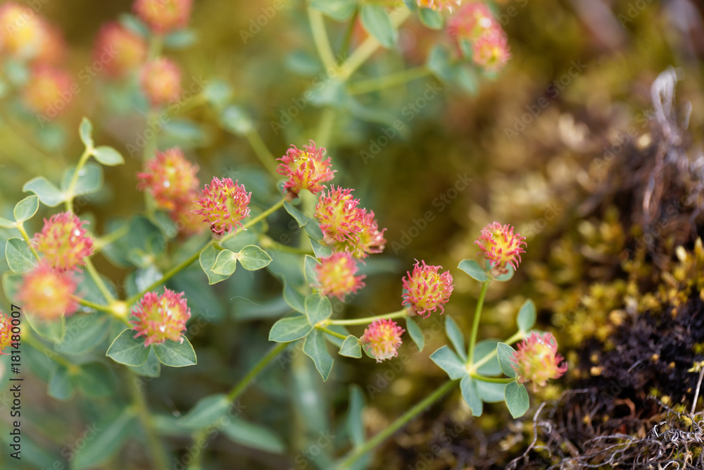 Flowers of Euphorbia fragifera Flowers of Euphorbia fragifera