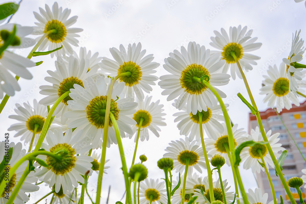 blooming daisies against the sky and high-rise buildings blooming daisies against the sky and high-rise buildings