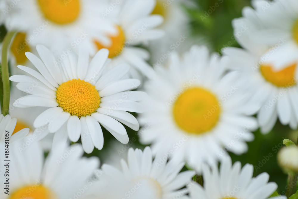 Fototapeta premium bright beautiful chamomile flowers close-up, daisies on the meadow.