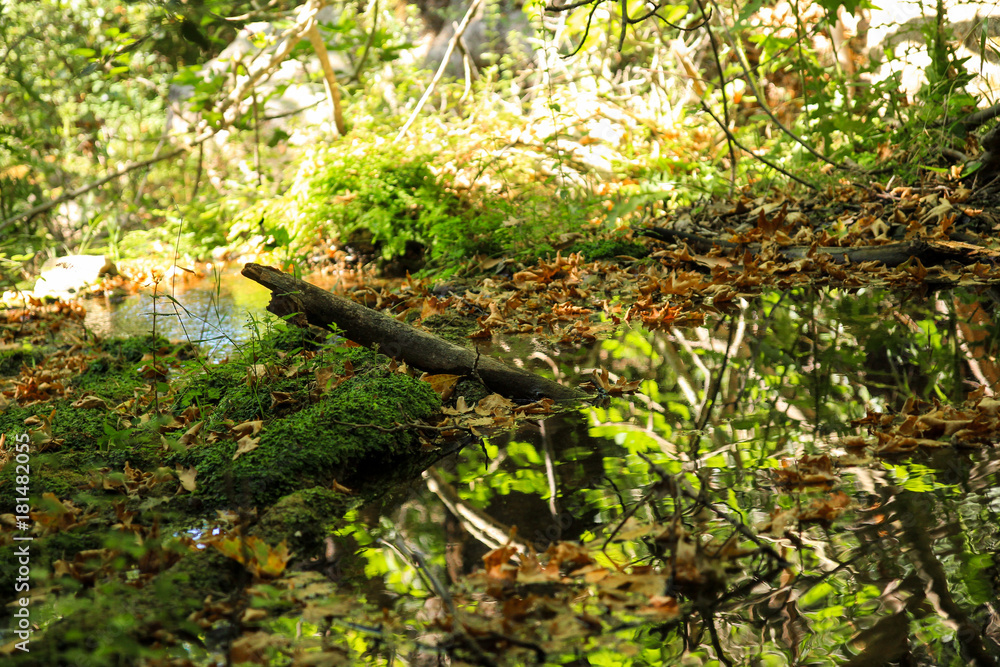 Fototapeta premium One log in a pond with fallen leaves