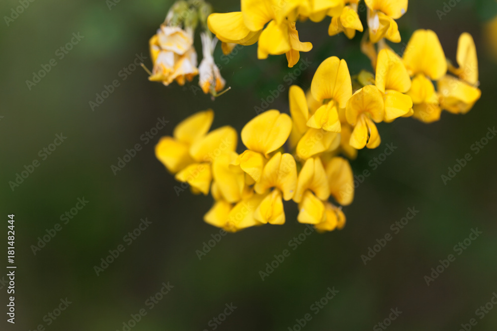 Scorpion senna (Hippocrepis emerus) Scorpion senna (Hippocrepis emerus)