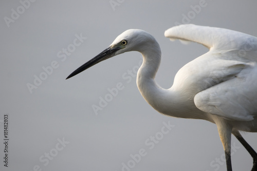 Egret Landing