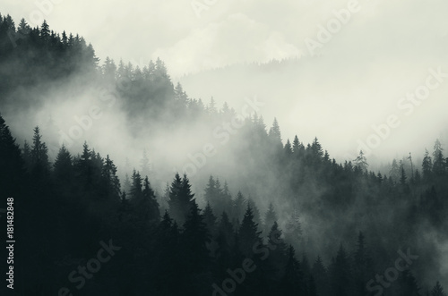 dark forest and mountains  foggy landscape