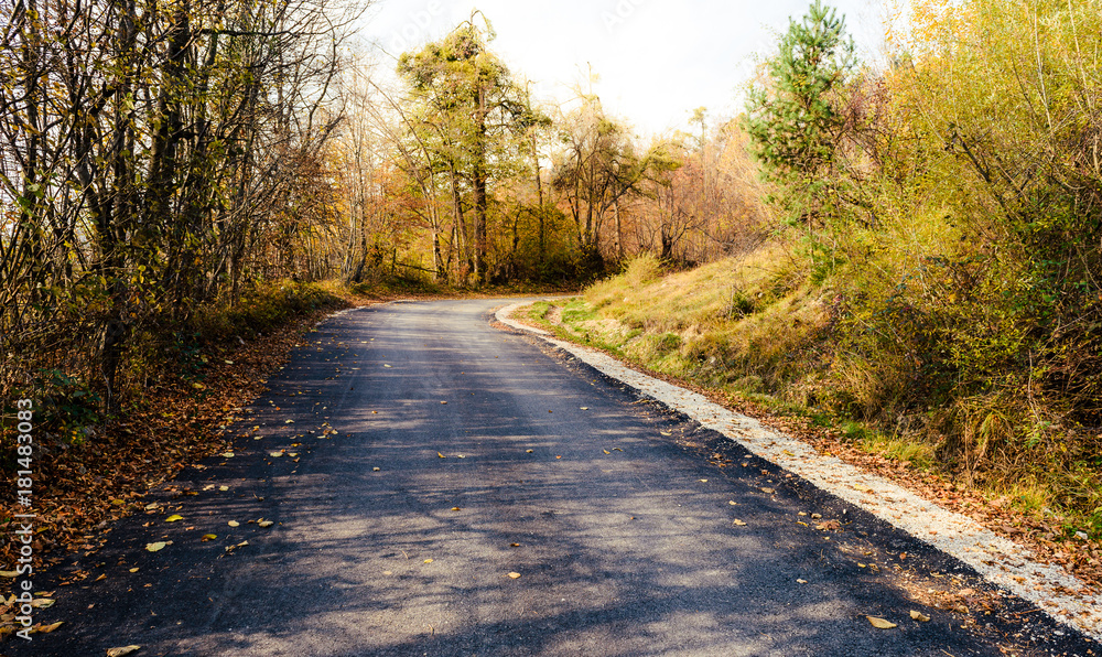 Dreamy scenic landscape of asphalt road across autumn orange woods.