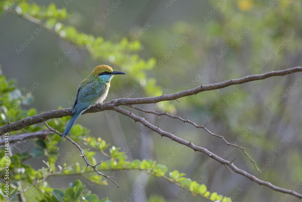 Little Green Bee-eater - Merops orientalis, Sri Lanka Little Green Bee-eater - Merops orientalis, Sri Lanka
