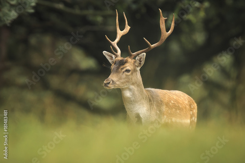 Young fallow deer buck, Dama Dama, walking in a dark forest © Sander Meertins