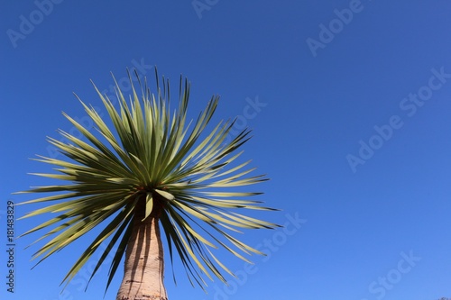 Symmetric treetop of the Canarian Islands dragon tree agains blue sky