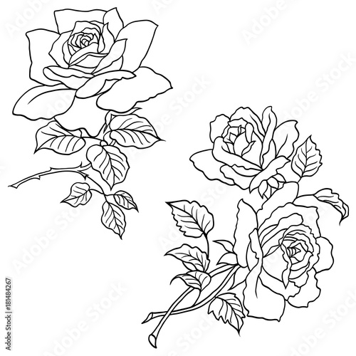 Hand drawn roses flowers vector set