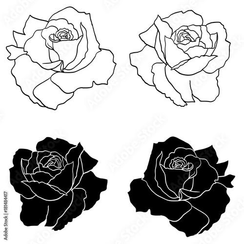 Hand drawn roses flowers vector set