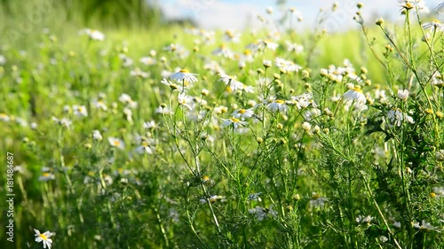 chamomile on wild meadow in the evening