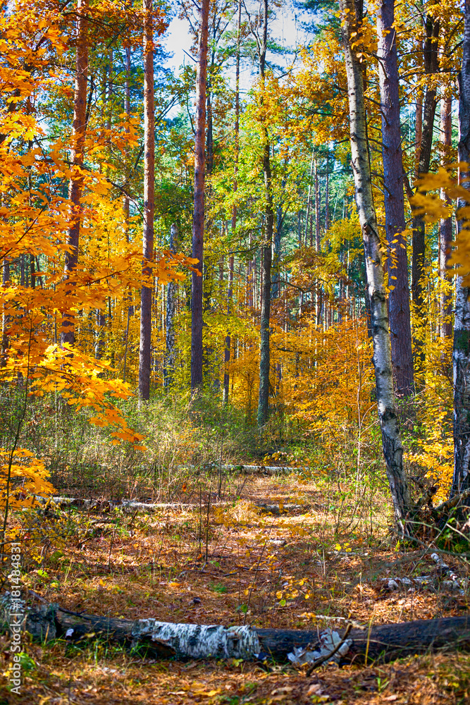 Fototapeta premium Fallen birch trees on autumn forest path