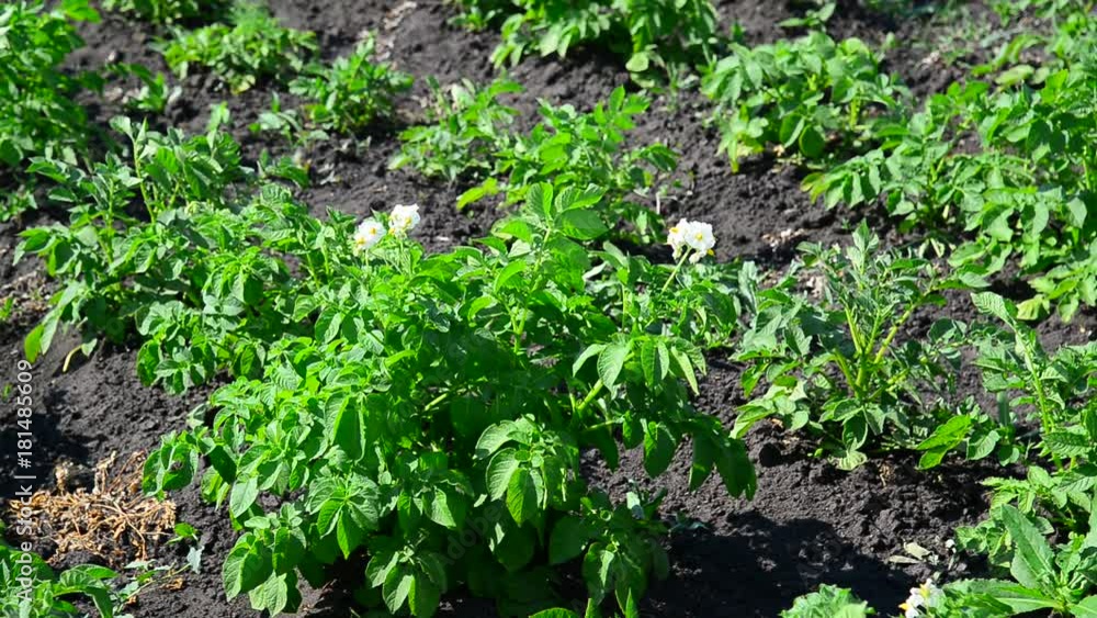 field of flowering potatoes is swaying in wind field of flowering potatoes is swaying in wind