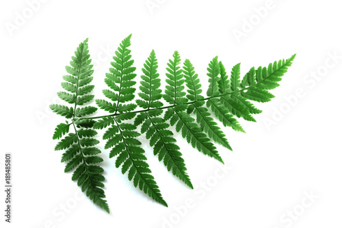green fern leaf isolated on white background.