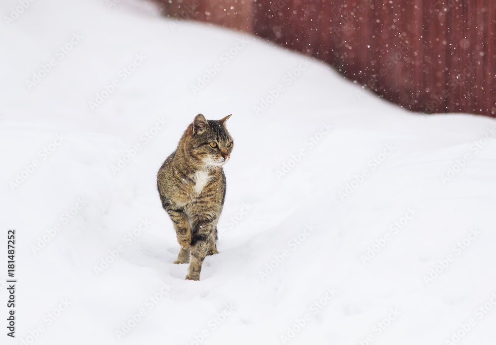textured striped domestic cat is walking on the street in winter snow