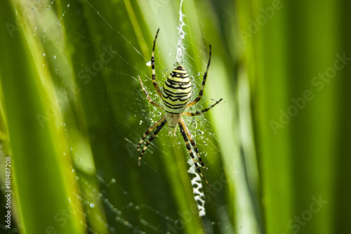 Wasp spider on a green background