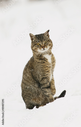 textured striped domestic cat sitting in the snow snow on the street in the winter