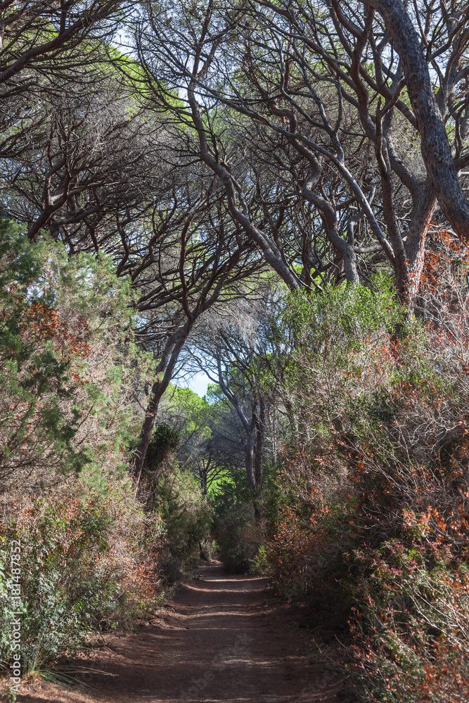 The country road through a pine forest in the tuscan region Maremma in sunny day, Italy The country road through a pine forest in the tuscan region Maremma in sunny day, Italy