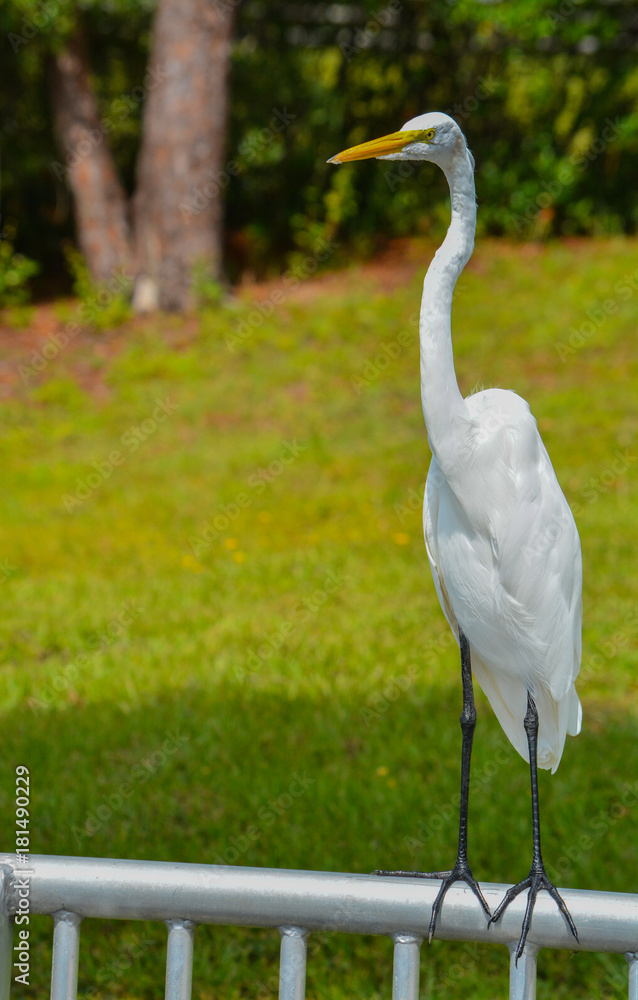 Fototapeta premium A Great White Heron (ardea herodias occidentalis) 
