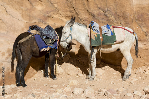 Donkeys waiting for Tourist in the ancient city of Petra, Jordan