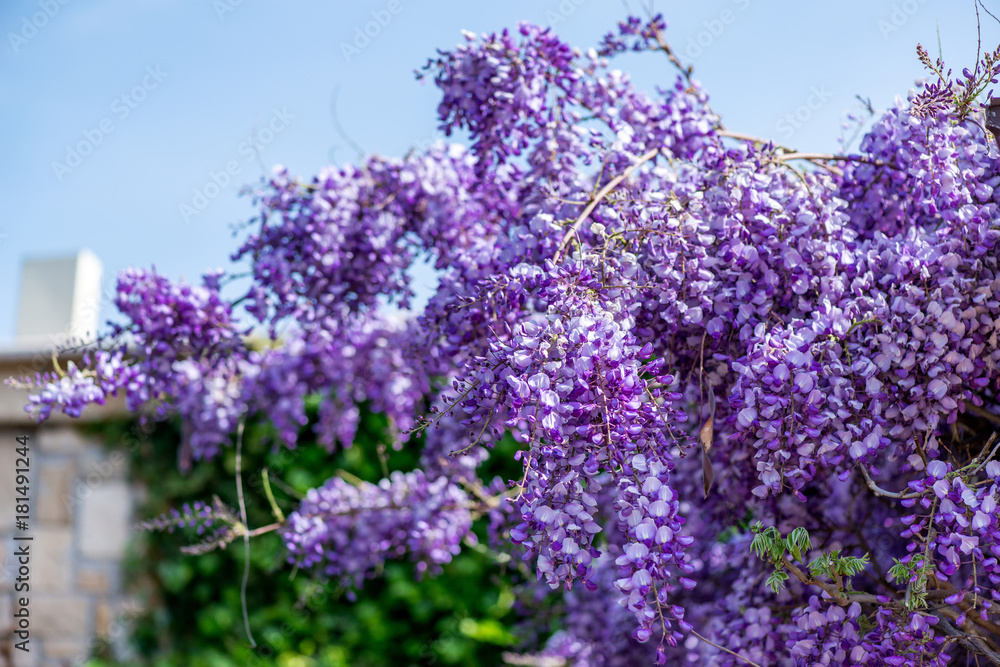 Beautiful purple wisteria flowers