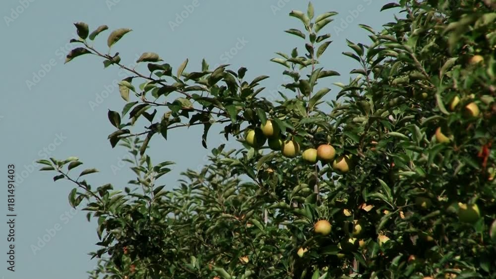 Beautiful and ripe apples. Apple tree in the garden. Beautiful and ripe apples. Apple tree in the garden.