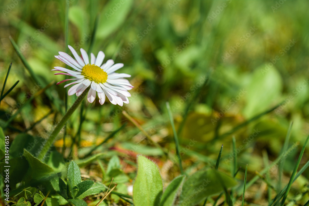Single daisy on blurred green grass background - horizontal photo, wallpaper. Single daisy on blurred green grass background - horizontal photo, wallpaper.