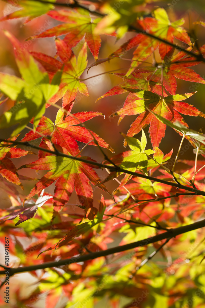 Autumnal foliage of ornamental Maple tree Autumnal foliage of ornamental Maple tree