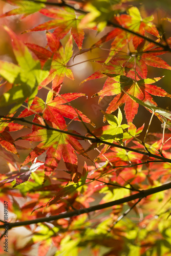 Autumnal foliage of ornamental Maple tree