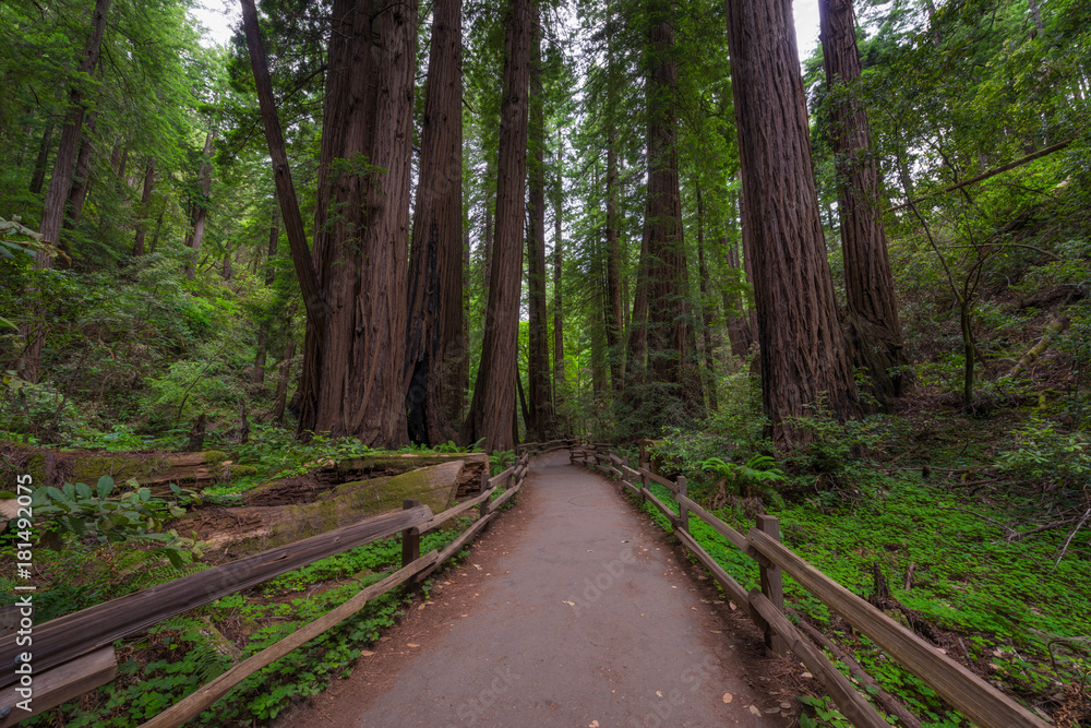 Pathway through Muir Woods National Monument Pathway through Muir Woods National Monument