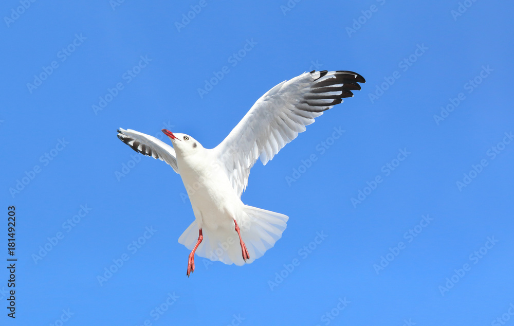 Obraz premium seagull flying in the blue sky