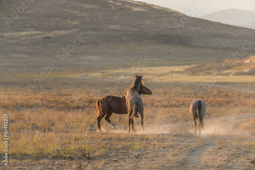 Wild Horses Fighting int he Utah Desert