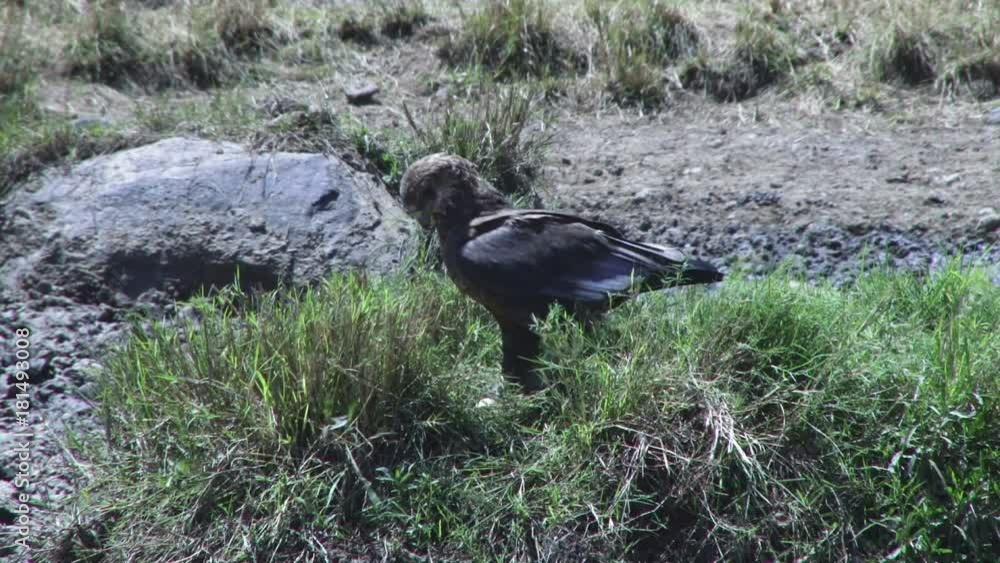 Juvenile bateleur eagle tries to break an egg he has stolen from a nest. Juvenile bateleur eagle tries to break an egg he has stolen from a nest.