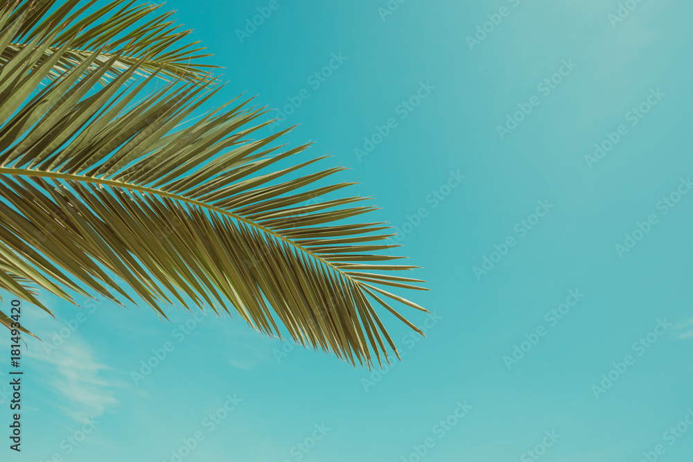 Fototapeta premium Palm tree leaf vintage toned