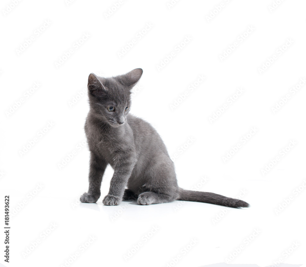 Young, sitting gray cat on a white background Young, sitting gray cat on a white background
