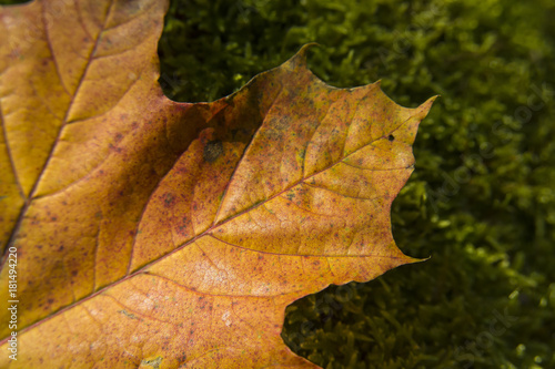 Brown maple leaf